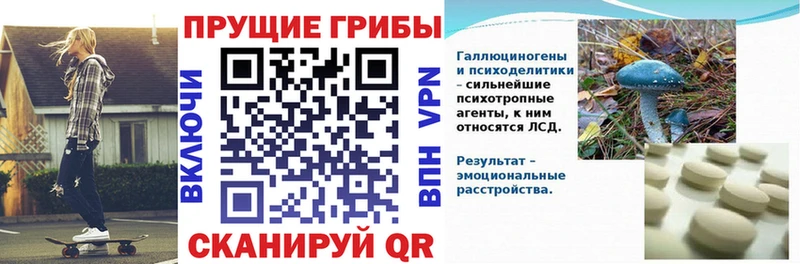Купить закладки  Глазов  Псилоцибиновые грибы мицелий 